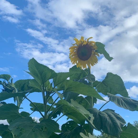 Meet your Posher, Jen - Picture 1 of 1